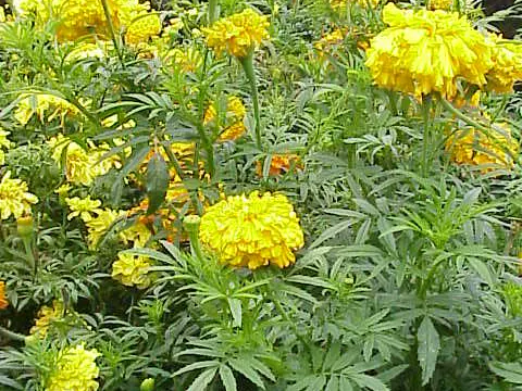 Aztec Marigold