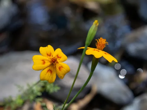 Lunate Marigold