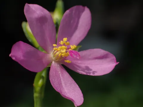 Ceylon Spinach