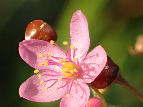 Fame Flower
