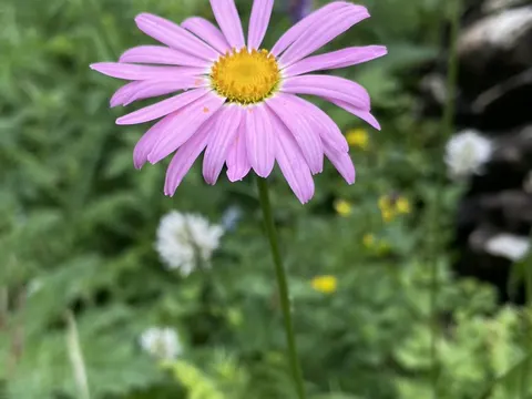 Painted Daisy
