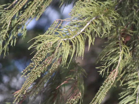 Montezuma Cypress