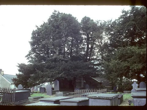 European Yew