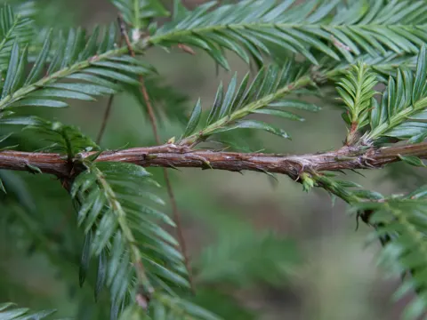 Pacific Yew