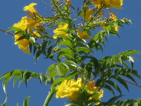 Trumpetbush