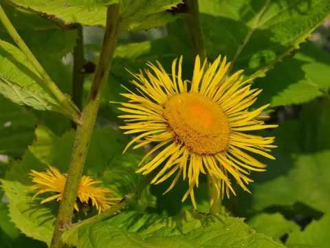 Yellow Oxeye