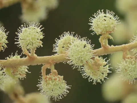 Rice-paper Plant