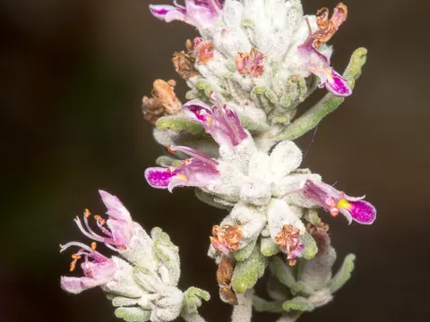 Capitellate Germander