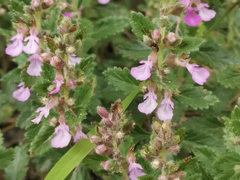 Wall Germander