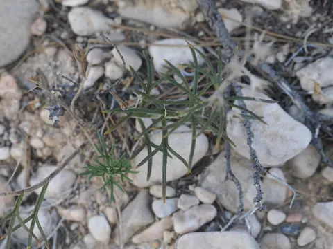 False Germander