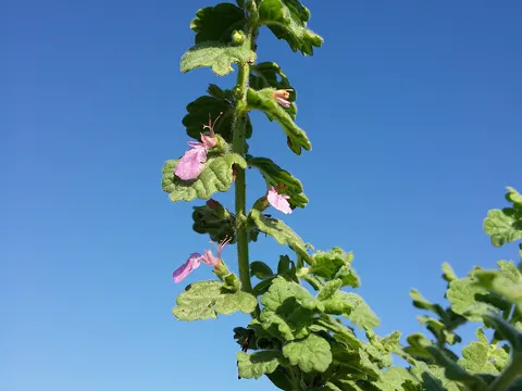 Water Germander