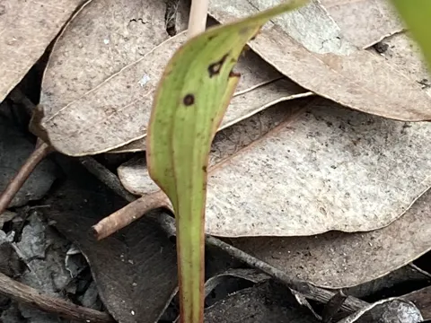 Crinitella Sun Orchid