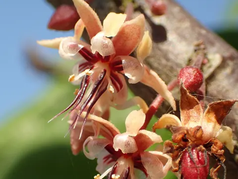 Cacao
