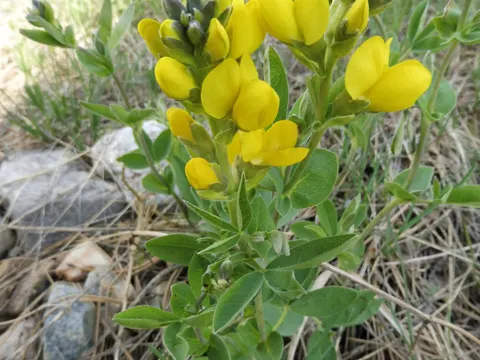 Prairie Thermopsis
