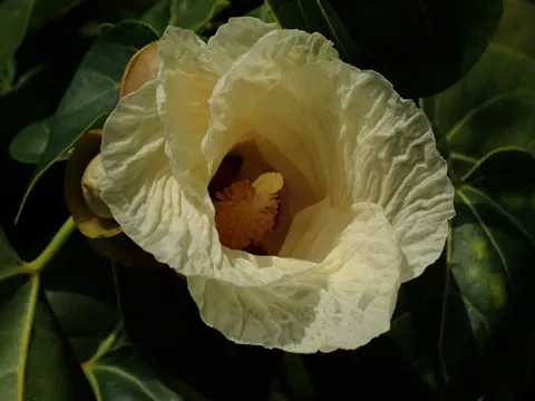 Portia Tree