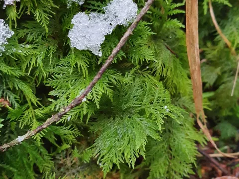 Common Tamarisk-moss