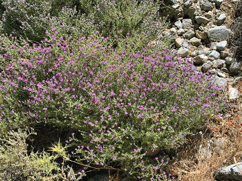 Conehead Thyme