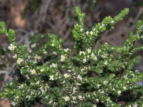 Flaumige Seidelbast