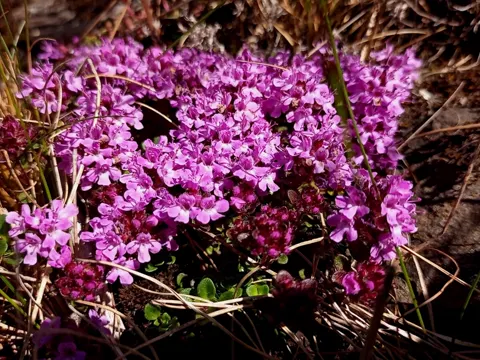 Wild Thyme