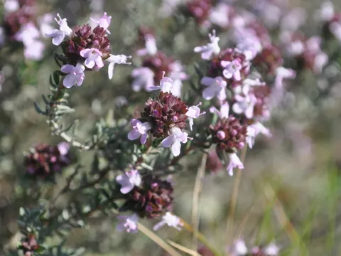 Common Thyme