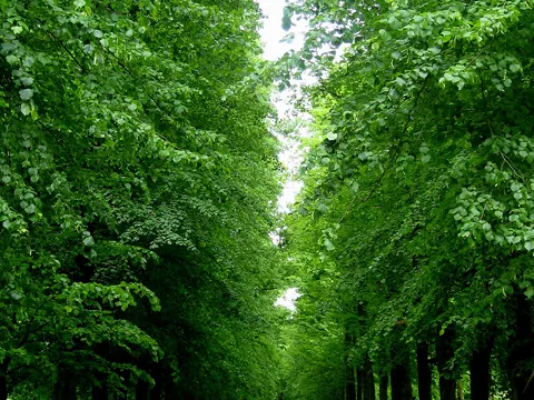 European Linden