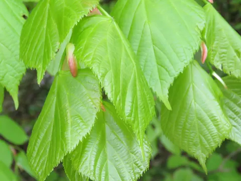 Large-leaved Lime