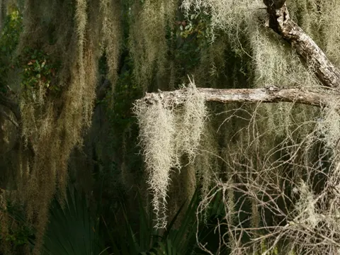 Spanish Moss