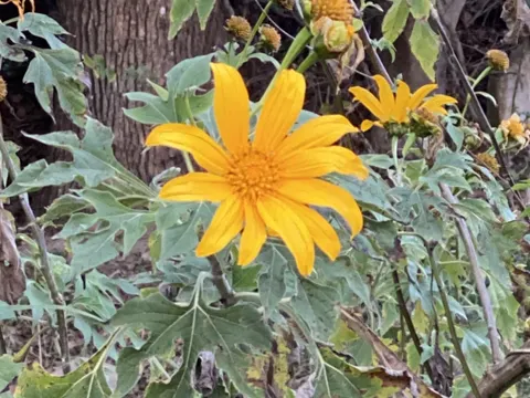Mexican Sunflower