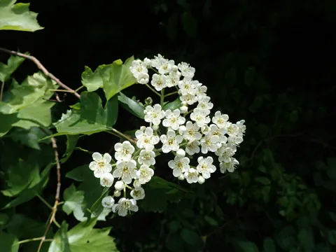 Wild Service-tree