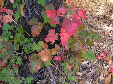 Poison Oak