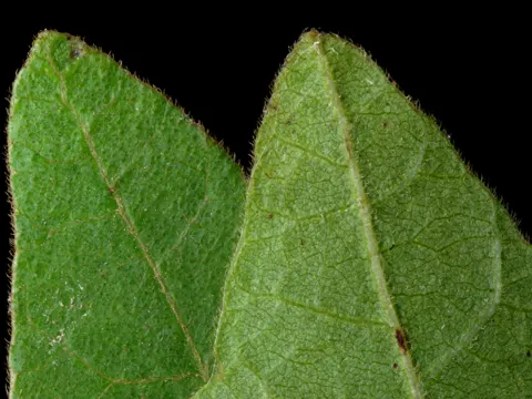 Poison Oak