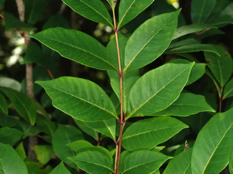 Poison Sumac