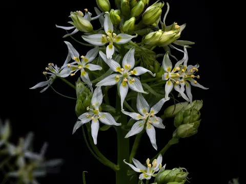 Fremont's Star Lily