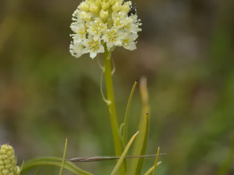 Death Camas