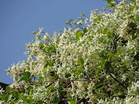 Confederate Jasmine
