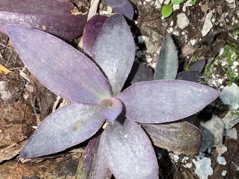 Purple Heart