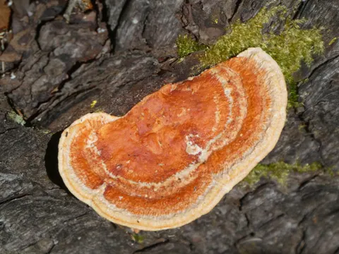Red Trametes