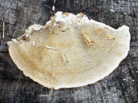 Hairy Bracket
