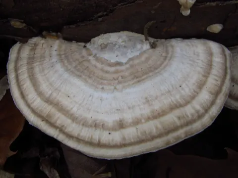 Milky Polypore