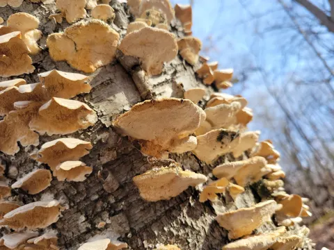 White-rot Fungus
