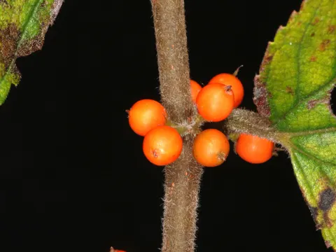 Pixirica
