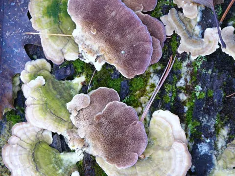 Violet-toothed Polypore