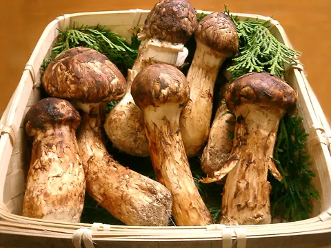 Matsutake