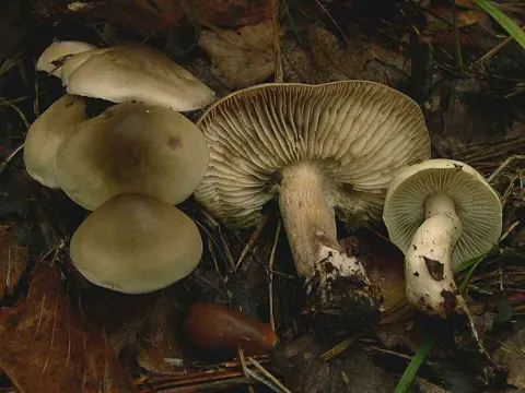 Soap Waxcap