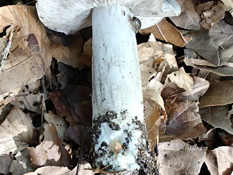 Beech Knight