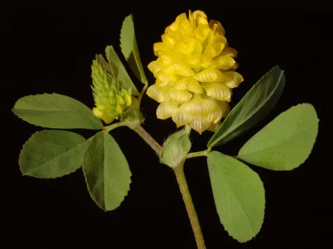 Field Clover