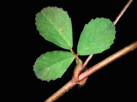 Suckling Clover