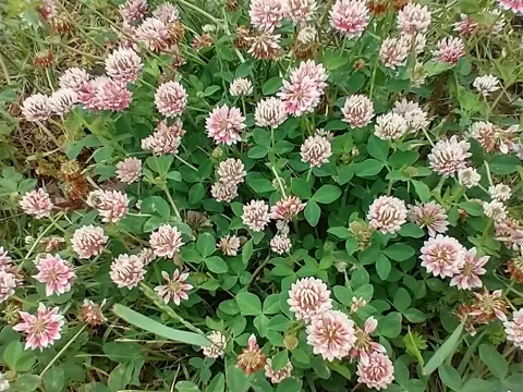 Alsike Clover