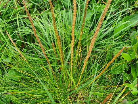 Sea Arrowgrass