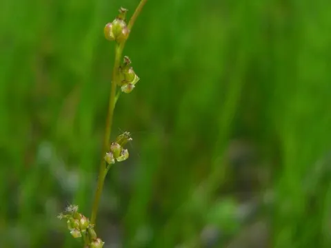 Marsh Arrowgrass